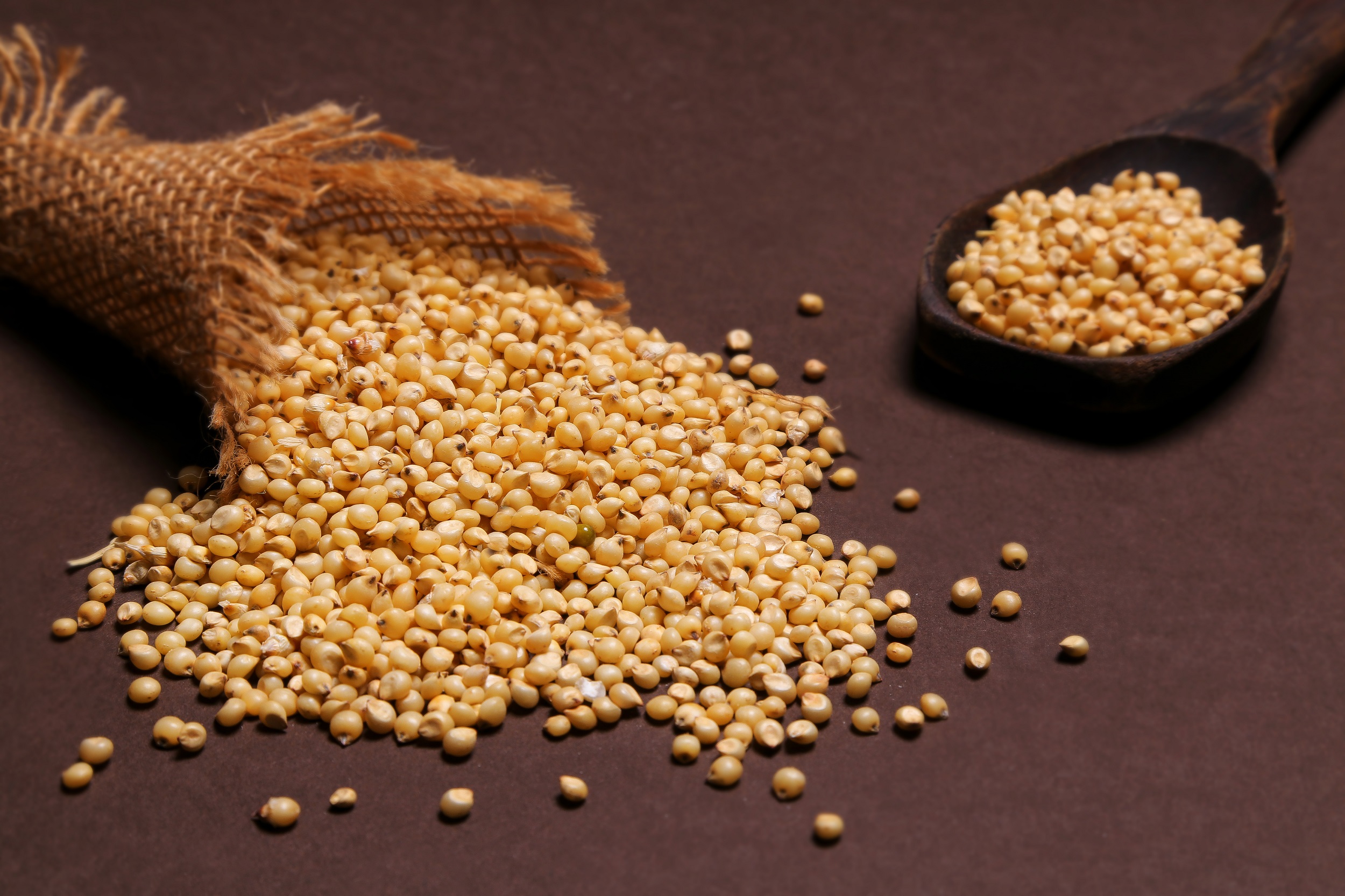 Sorghum-Jowar