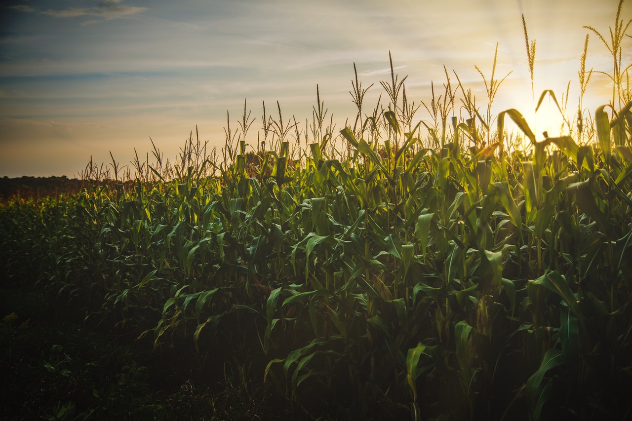 cereal-corn-crop-1382102