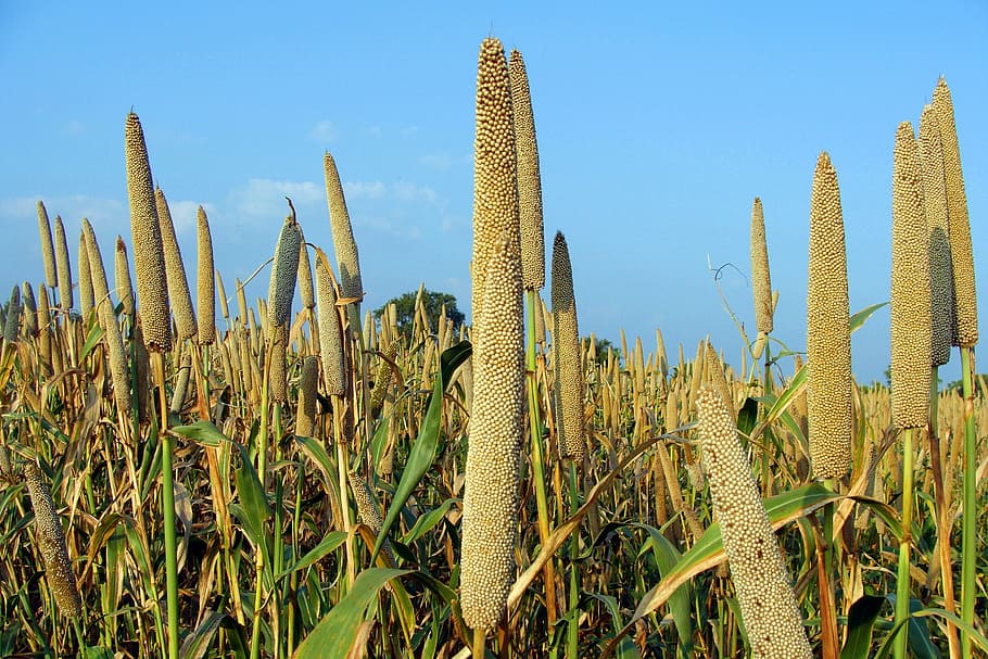 pearl-millet-bajra-cultivation-lingsugur