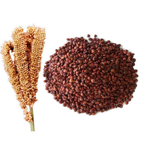 finger-millet-500x500